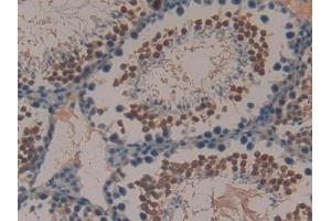 DAB staining on IHC-P; Samples: Mouse Testis Tissue (Peptide YY 抗体  (AA 30-98))