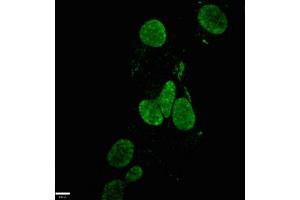 Immunofluorescence (IF) image for anti-Nanog Homeobox (NANOG) (AA 1-305) antibody (ABIN7155816)