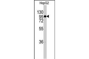 Western blot analysis of CHRD polyclonal antibody  in HepG2 cell line lysates (35 ug/lane). (Chordin 抗体  (C-Term))