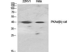 Western Blot (WB) analysis of specific cells using PKAalpha/beta/gamma cat Polyclonal Antibody. (PKAalpha/beta/gamma Cat (Ser1101) 抗体)