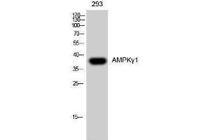 Western Blotting (WB) image for anti-Protein Kinase, AMP-Activated, gamma 1 Non-Catalytic Subunit (PRKAG1) (N-Term) antibody (ABIN3183275) (PRKAG1 抗体  (N-Term))