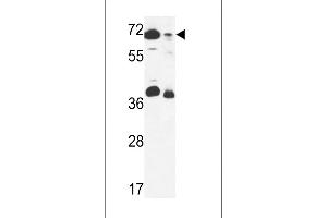 ERF3B Antibody (Center) (ABIN653616 and ABIN2842974) western blot analysis in 293 cell line and mouse stomach tissue lysates (35 μg/lane). (GSPT2 抗体  (AA 216-245))