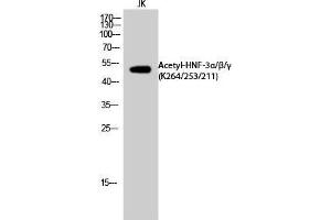 Western Blot (WB) analysis of JK cells using Acetyl-HNF-3alpha/beta/gamma (K264/253/211) Polyclonal Antibody.