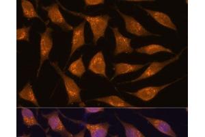 Immunofluorescence analysis of L929 cells using ACBD3 Polyclonal Antibody at dilution of 1:100. (ACBD3 抗体)