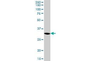 C21orf59 MaxPab polyclonal antibody. (C21orf59 抗体  (AA 1-290))