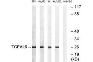Western Blotting (WB) image for anti-Transcription Elongation Factor A (SII)-Like 6 (TCEAL6) (AA 61-110) antibody (ABIN2890666) (TCEAL6 抗体  (AA 61-110))