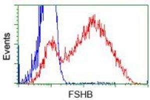 HEK293T cells transfected with either RC214616 overexpress plasmid (Red) or empty vector control plasmid (Blue) were immunostained by anti-FSHB antibody (ABIN2453053), and then analyzed by flow cytometry. (FSHB 抗体)