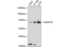 Western blot analysis of extracts of various cell lines, using SW antibody (ABIN7270654) at 1:1000 dilution.