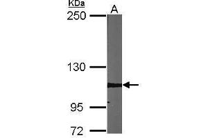 WB Image Sample (30 ug of whole cell lysate) A:NIH-3T3 5% SDS PAGE antibody diluted at 1:1000