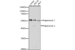 Western blot analysis of extracts of various cell lines, using Heparanase 1 antibody (ABIN6128033, ABIN6141977, ABIN6141978 and ABIN6221391) at 1:1000 dilution. (HPSE 抗体  (AA 36-275))