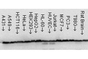 Western Blot analysis of Human Cell line lysates showing detection of Hsp60 protein using Mouse Anti-Hsp60 Monoclonal Antibody, Clone LK-1 . (HSPD1 抗体  (PerCP))