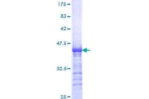 KIF15 Protein (AA 1279-1385) (GST tag)