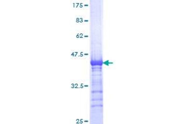 KIF15 Protein (AA 1279-1385) (GST tag)