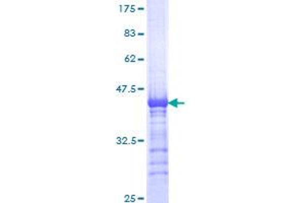 KIF15 Protein (AA 1279-1385) (GST tag)