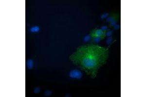 Anti-PRKAR1B mouse monoclonal antibody (ABIN2454494) immunofluorescent staining of COS7 cells transiently transfected by pCMV6-ENTRY PRKAR1B (RC207809). (PRKAR1B 抗体)