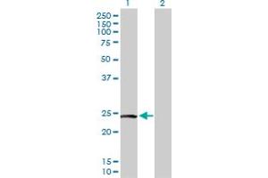Western Blot analysis of PTTG2 expression in transfected 293T cell line by PTTG2 MaxPab polyclonal antibody. (PTTG2 抗体  (AA 1-191))