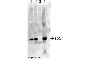 Image no. 1 for anti-PsbS antibody (ABIN488537) (PsbS 抗体)