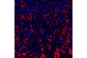 anti-Indoleamine 2,3-Dioxygenase 1 (IDO1) (AA 1-403) antibody