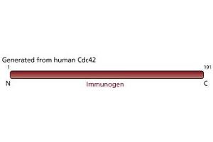 Image no. 1 for anti-Cell Division Cycle 42 (GTP Binding Protein, 25kDa) (CDC42) (AA 1-191) antibody (ABIN968256)