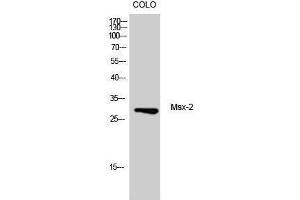 Western Blotting (WB) image for anti-Msh Momeobox 2 (Msx2) (Internal Region) antibody (ABIN3180740) (Msx2/Hox8 抗体  (Internal Region))