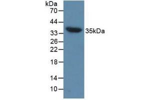 Detection of AQP4 in Mouse Heart Tissue using Polyclonal Antibody to Aquaporin 4 (AQP4)