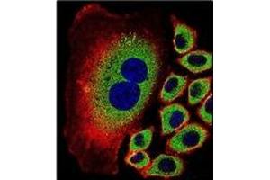 Confocal immunofluorescent analysis of NEU2 Antibody (N-term) Cat. (NEU2 抗体  (N-Term))