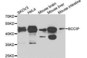 Western blot analysis of extracts of various cells, using BCCIP antibody. (BCCIP 抗体)
