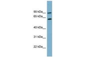 Image no. 1 for anti-Solute Carrier Family 3 Member 1 (SLC3A1) (AA 179-228) antibody (ABIN6743199) (SLC3A1 抗体  (AA 179-228))