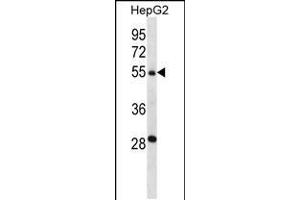 Western blot analysis in HepG2 cell line lysates (35ug/lane). (TMPRSS13 抗体  (C-Term))