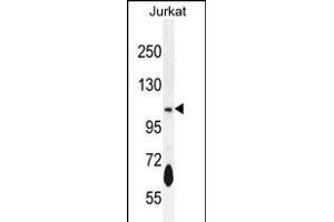 PDE3B Antibody (Center) (ABIN655957 and ABIN2845343) western blot analysis in Jurkat cell line lysates (35 μg/lane). (PDE3B 抗体  (AA 400-427))