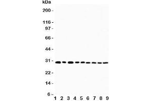Western blot testing of OX40 antibody and Lane 1:  U87;  2: HeLa;  3: HT1080;  4: Jurkat;  5: COLO320;  6: MCF-7;  7: SHC;  8: COLO320;  9: SGC cell lysate. (TNFRSF4 抗体  (N-Term))
