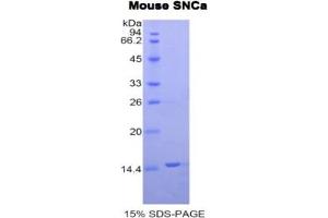 SDS-PAGE analysis of Mouse Synuclein alpha Protein. (SNCA 蛋白)