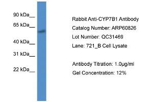 Western Blotting (WB) image for anti-Cytochrome P450, Family 7, Subfamily B, Polypeptide 1 (CYP7B1) (C-Term) antibody (ABIN786289) (CYP7B1 抗体  (C-Term))