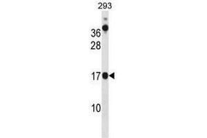 CHCHD10 Antibody (N-term) western blot analysis in 293 cell line lysates (35µg/lane). (CHCHD10 抗体  (N-Term))