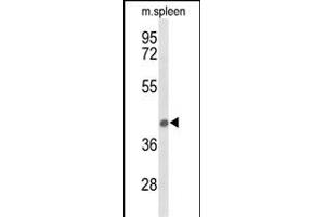 Western blot analysis of PEX12 Antibody (Center) (ABIN653557 and ABIN2842936) in mouse spleen tissue lysates (35 μg/lane). (PEX12 抗体  (AA 131-158))