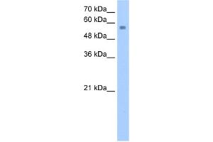 WB Suggested Anti-NUDT12 Antibody Titration:  2.