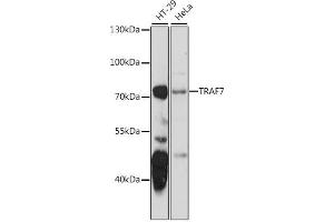 Western blot analysis of extracts of various cell lines, using TR antibody  at 1:1000 dilution. (TRAF7 抗体  (AA 260-400))