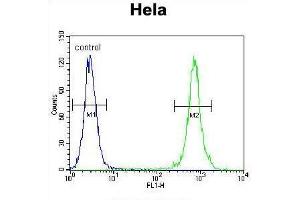 TRADD Antibody (Center) flow cytometric analysis of Hela cells (right histogram) compared to a negative control cell (left histogram). (TRADD 抗体  (Middle Region))