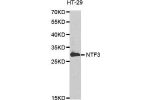 Western blot analysis of extracts of HT-29 cell line, using NTF3 antibody. (Neurotrophin 3 抗体)
