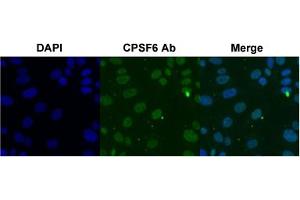 Immunofluorescent staining of SK-OV-3 cell with CPSF6 polyclonal antibody  under 4 ug/mL working concentration.