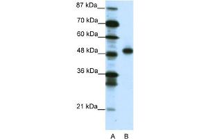 WB Suggested Anti-MEOX2 Antibody Titration:  1. (MEOX2 抗体  (C-Term))