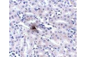 Immunohistochemistry of ZIP11 in mouse kidney tissue AP31005PU-N at 2. (SLC39A11 抗体  (Center))
