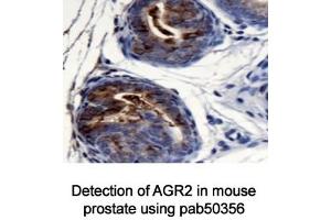 Image no. 3 for anti-Anterior Gradient Homolog 2 (Xenopus Laevis) (AGR2) (AA 1-50), (N-Term) antibody (ABIN363665) (AGR2 抗体  (N-Term))