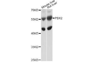Western blot analysis of extracts of various cell lines, using PBX2 antibody (ABIN4904689) at 1:1000 dilution. (PBX2 抗体)