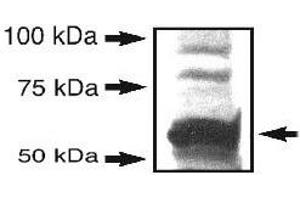 Western blot analysis of SYVN1 in endogenous HEK 293T (Bosc 23) cell lysate with SYVN1 polyclonal antibody . (SYVN1 抗体  (AA 300-400))