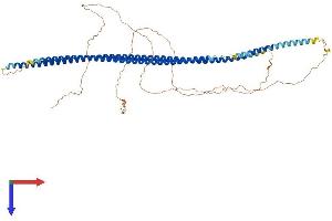Cytokeratin 5 Protein (AA 1-590) (His tag)
