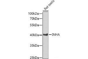 Western blot analysis of extracts of Rat testis using INHA Polyclonal Antibody at dilution of 1:1000. (Inhibin alpha 抗体)