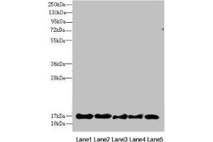 Western blot All lanes: FAM96B antibody at 7. (FAM96B 抗体  (AA 1-163))