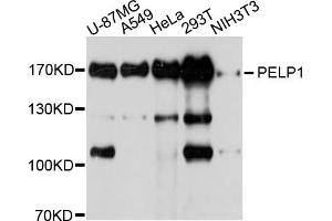 Western blot analysis of extracts of various cell lines, using PELP1 antibody (ABIN5971635) at 1/1000 dilution. (PELP1 抗体)