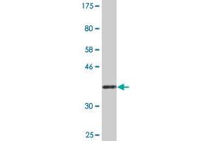 Western Blot detection against Immunogen (36. (NAPG 抗体  (AA 1-100))